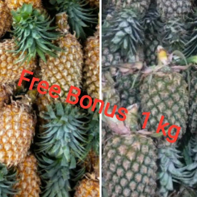 

Nanas Palembang Uk sedang + Gratis Bonus