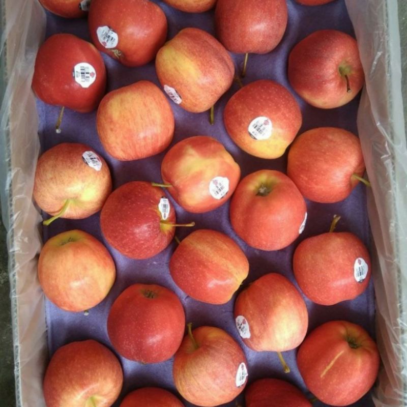 

Buah Aper Royal Gala Fresh Import / 1 Dus