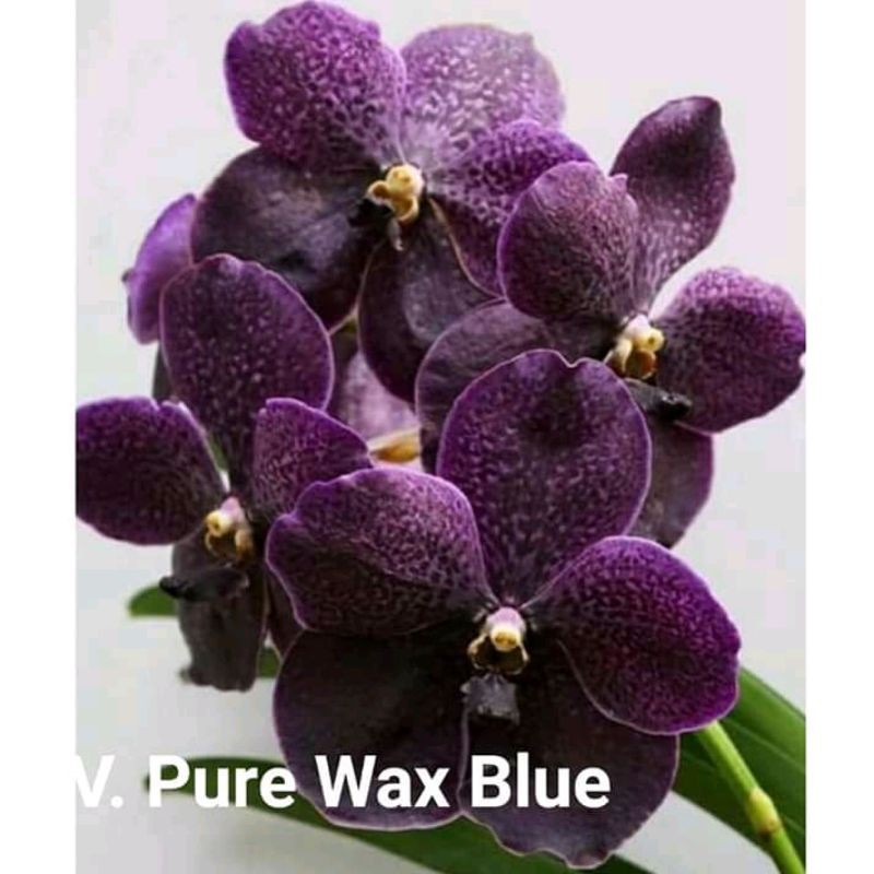 seedling vanda 100rb dapat 5