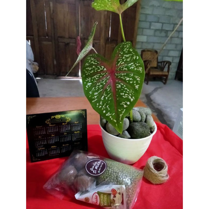 

Paketan Bubur kacang hijau