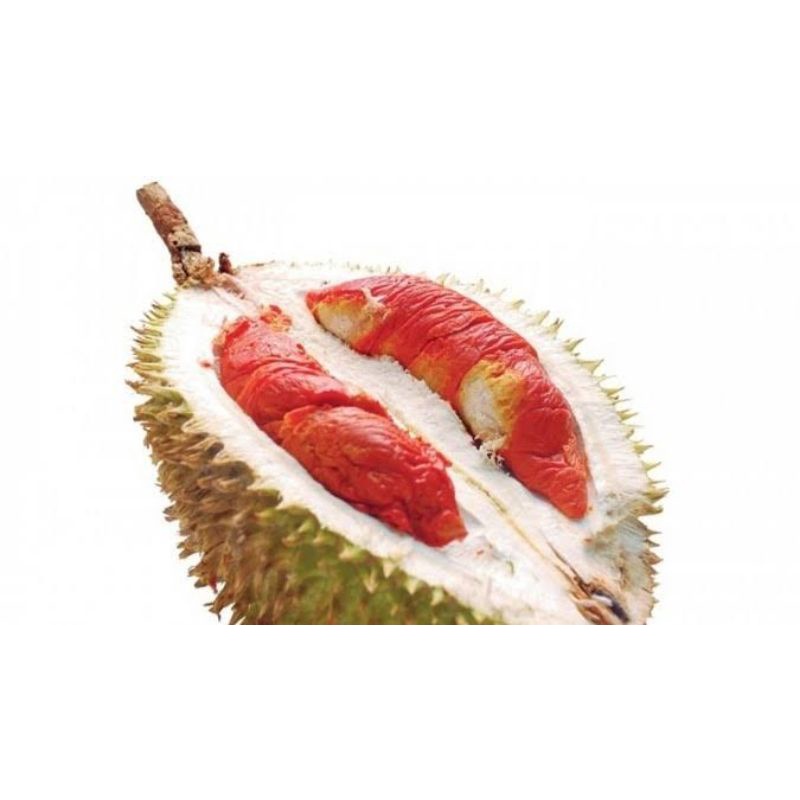 Bibit Durian Merah Super