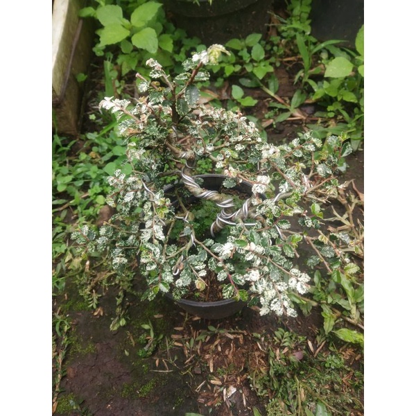 Bonsai Ulmus Mikro Varigata/ Ulmus Micro Varigata