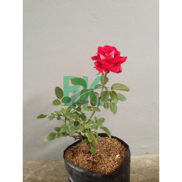 Tanaman Bunga Mawar (rosa sp) Hidup Berlabel &amp; Bergaransi (Bunga Besar Wangi) - BAKUL KEMBANG
