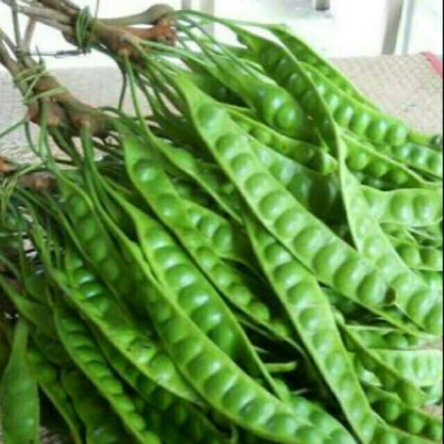

Buah PETAI Buah PETAI SEGER LANGSUNG DRI POHON