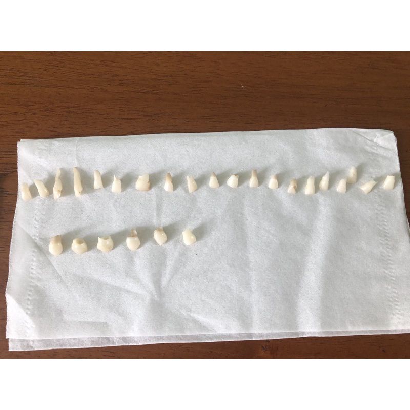 GIGI ASLI PRAKTIKUM SULUNG/ANAK