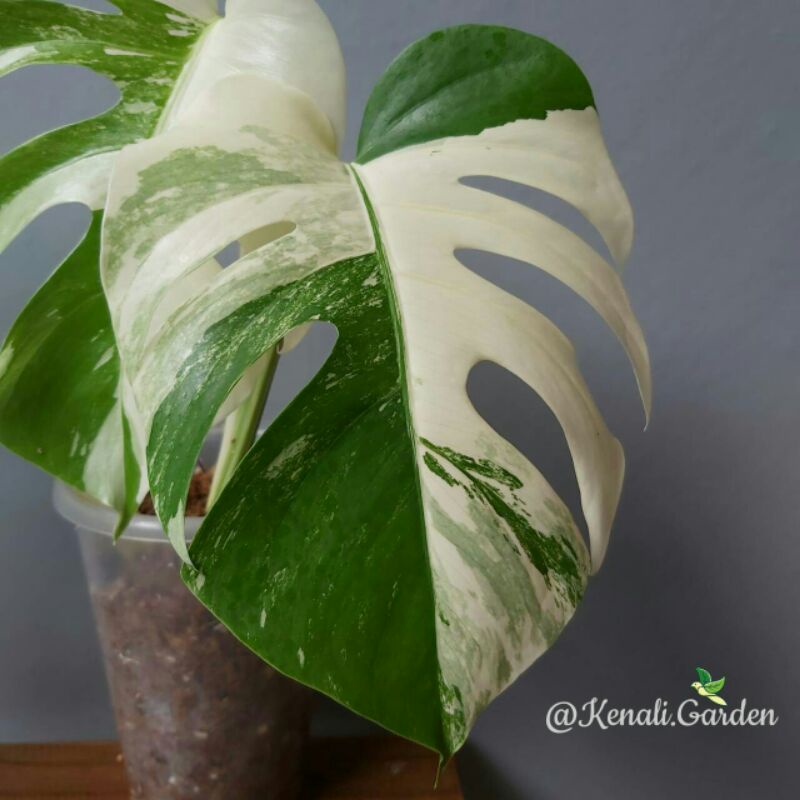 Monstera Variegata White Tiger