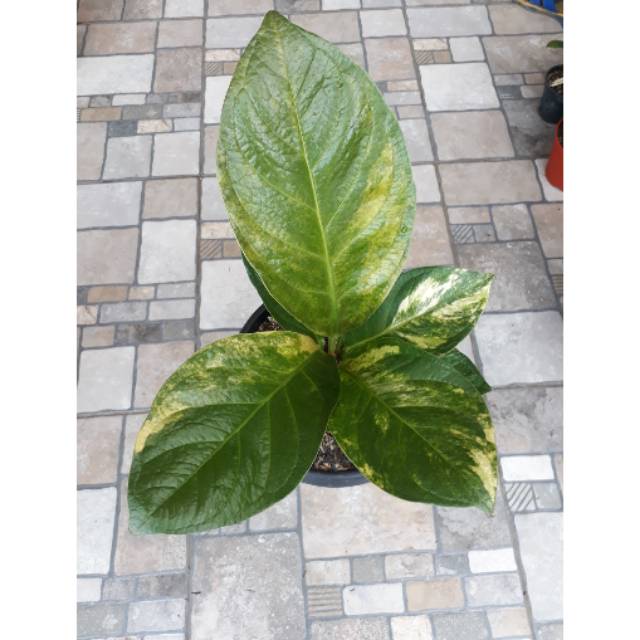 Jemani Varigata Antorium Eka