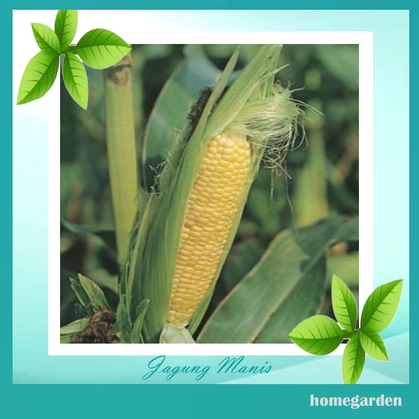 Bibit Jagung Manis Kuning Benih Jagung Manis Bibiit Jagung Kuning Benih Jagung Hybrida Bibit Tanaman