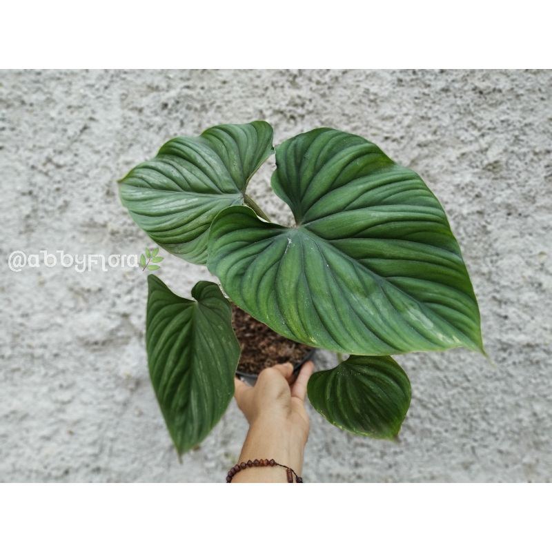 Philodendron plowmanii - plowmanii round form
