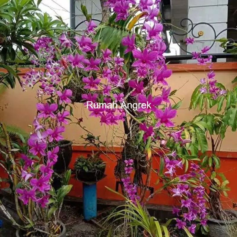 Anggrek dewasa - tanaman hias Angrek dendrobium Bantimurung