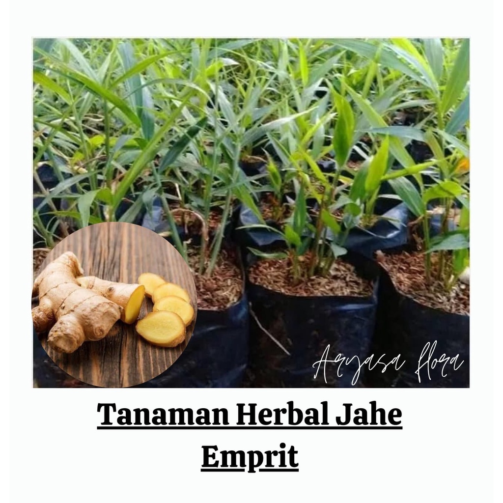 Bibit Jahe Emprit/Tanaman Herbal Jahe Emprit/Jahe Emprit