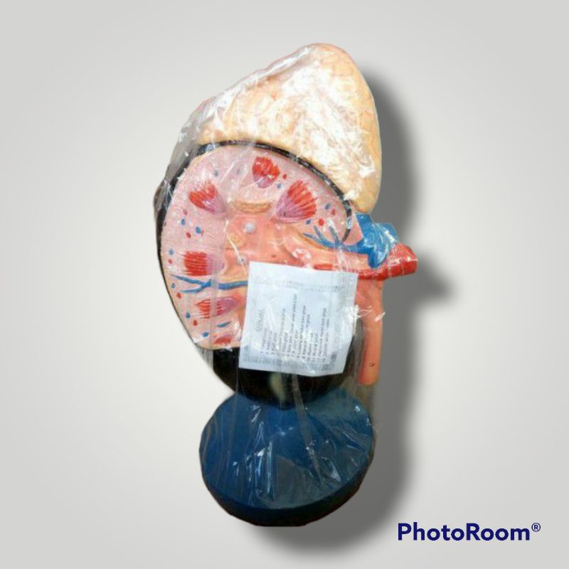 

Torso model ginjal alat peraga pendidikan model ginjal