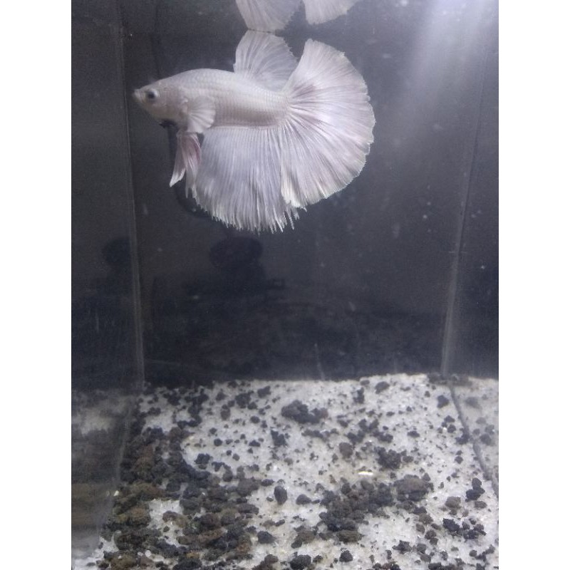 

ikan cupang Halfmoon white platinum