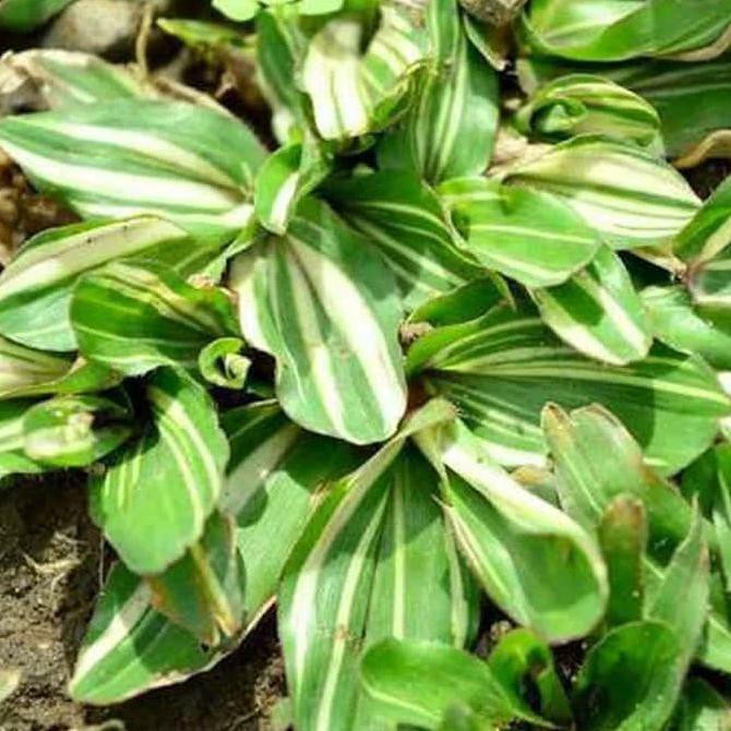 Rumput gajah mini variegata / gajah putih variegata