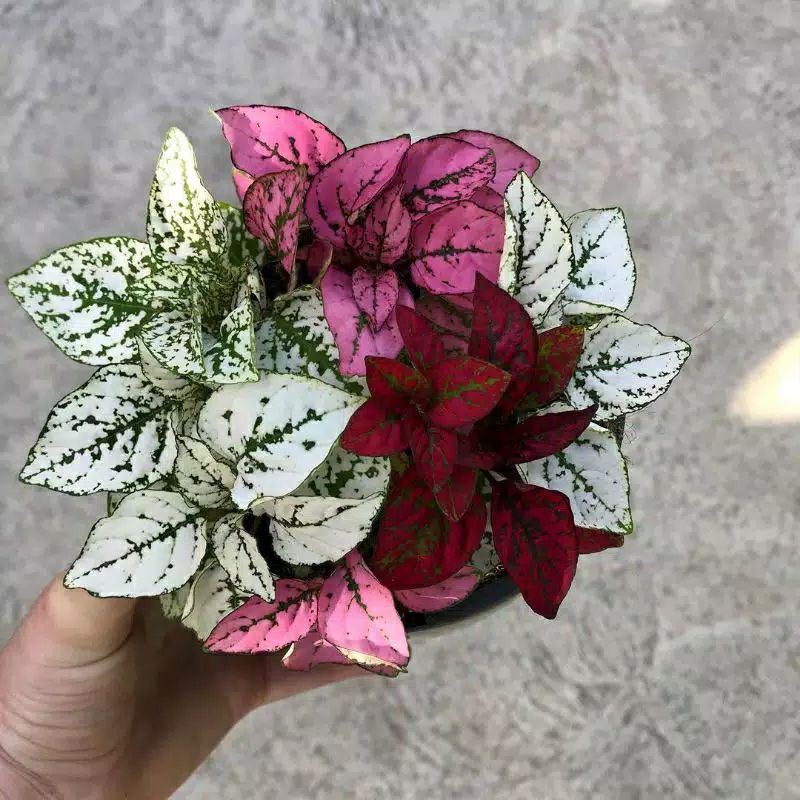 Beli Tanaman Hias Gantung Bunga Hias Hidup Bunga Hyppo Red Italy 3 Seetracker Indonesia