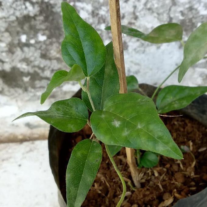 Bibit Tanaman Cincau Jelly Rambat - Tanaman Cincau Jelly khagreen c4t