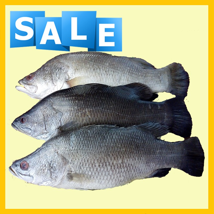 

Ikan Kakap Putih