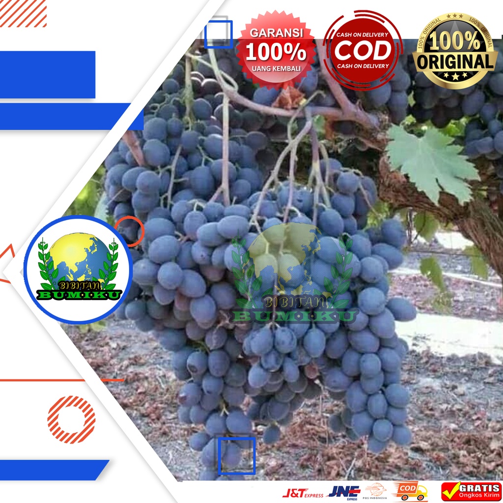 BIBIT ANGGUR IMPORT JOY SEEDLESS (tanpa biji) hitam lonjong