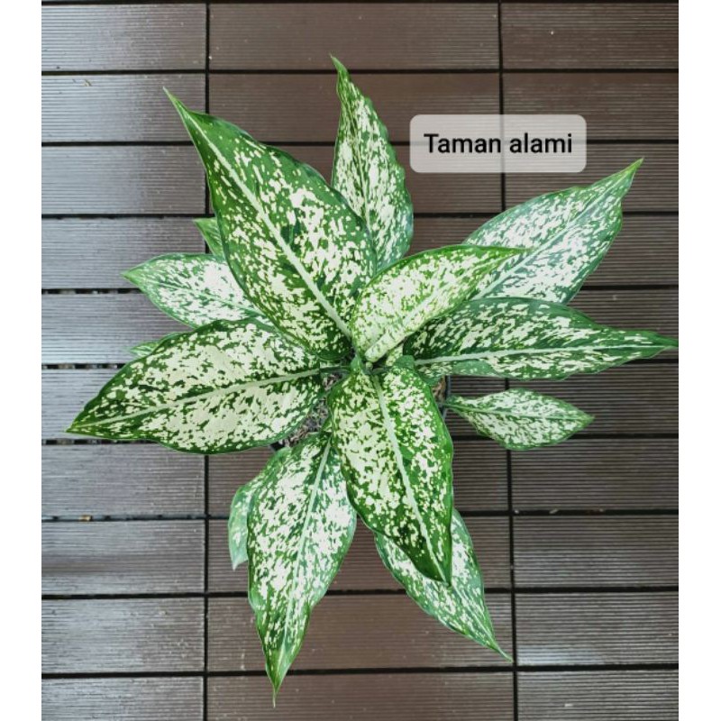 Tanaman hias aglonema snow white dewasa - aglonema snow white