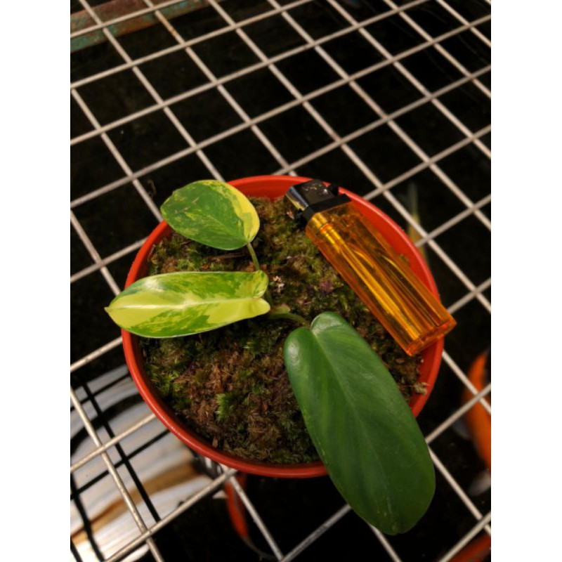 Anakan Flobe / Florida Beauty Realpic