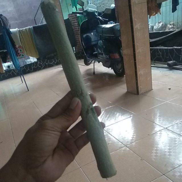 Jual Fres Cutting Pohon Kelor