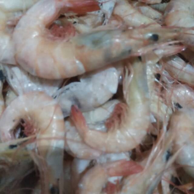 

Udang swalow