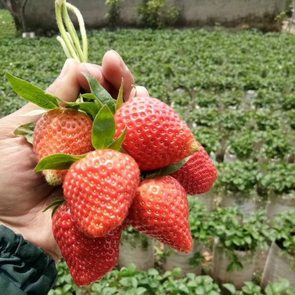 10 Benih Bibit Strawberry Mencir Dataran Rendah Tanaman Buah Stroberi Jumbo Manis Super Premium