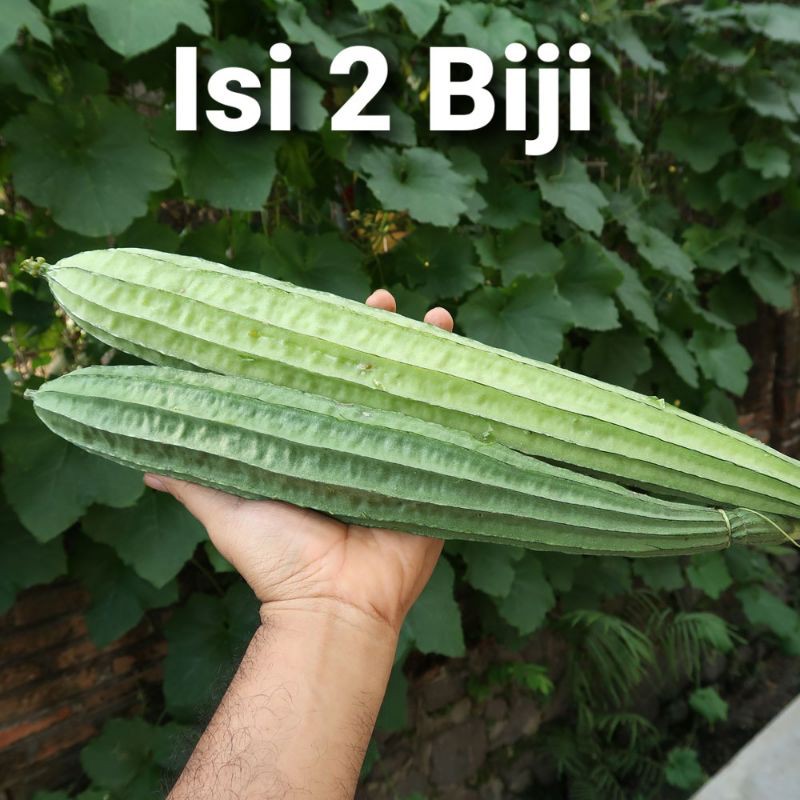 Benih Oyong Gambas Eceran