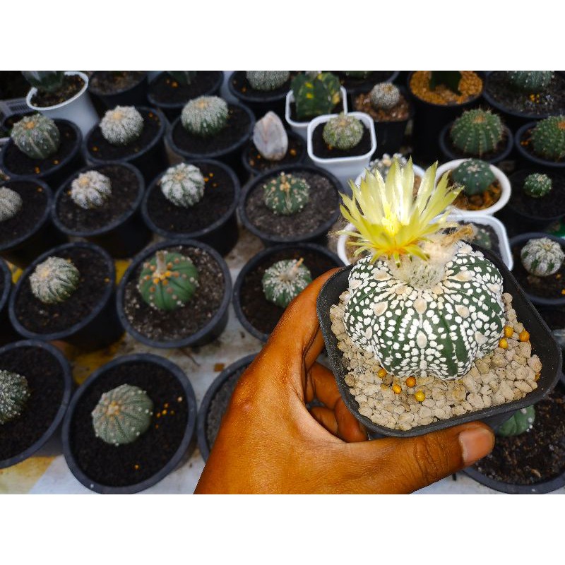 Biji Kaktus Astrophytum asterias  Astro Kabuto