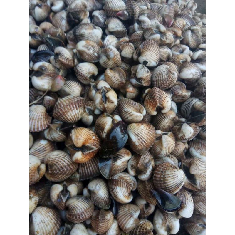 

kerang glatik hidup ukuran sedang 10/KG