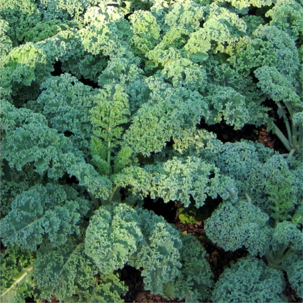 Benih Daun Kale Hijau Green Dwarf Curled F1 25 Benih-2