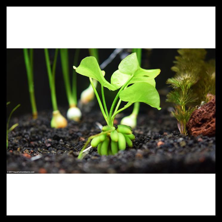 Tanaman Aquascape Banana Plant Free Ongkir Shopee Indonesia