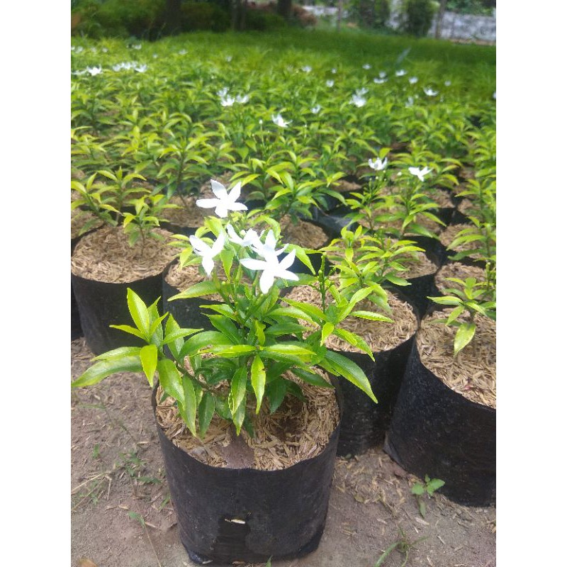 Tanaman Hias Bunga Rombusa Kuning