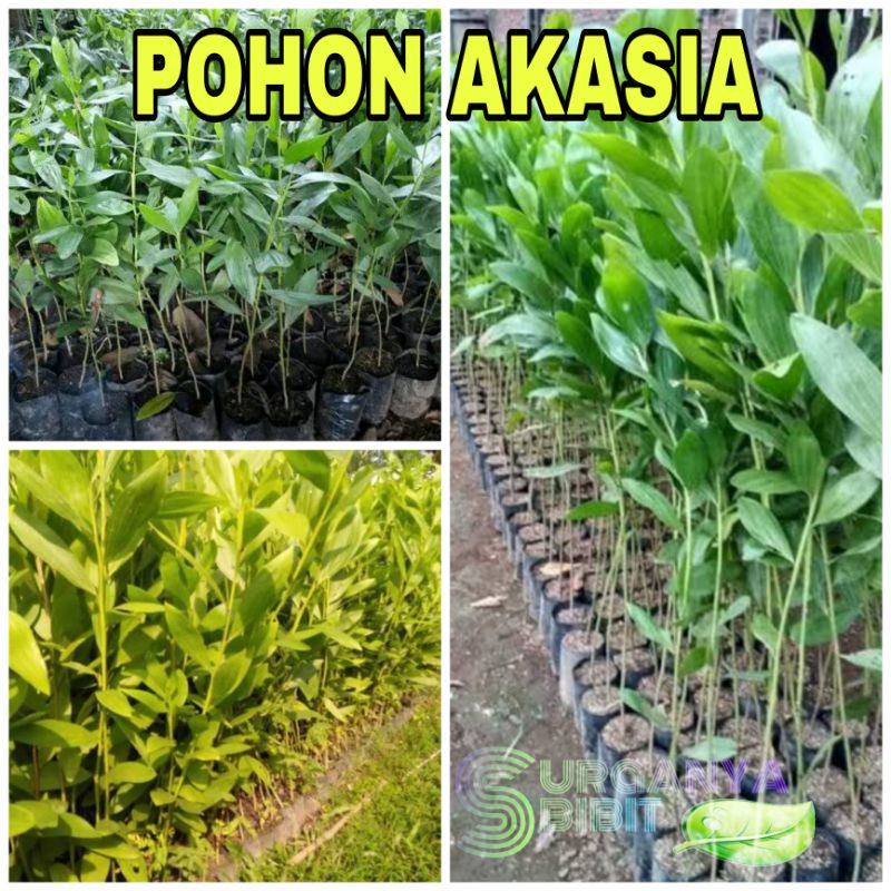 PROMO BIBIT POHON AKASIA