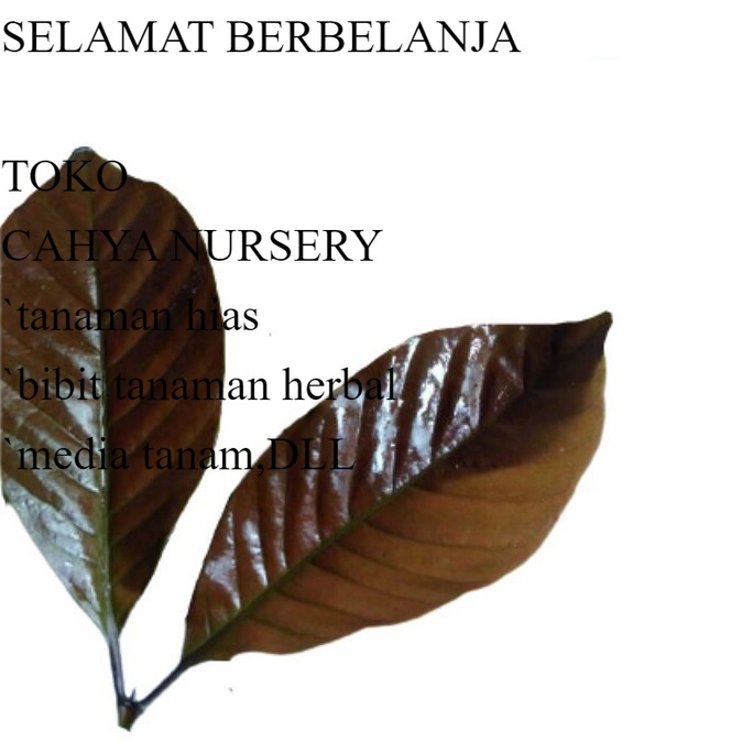 

PROMO daun wungu ungu / handelem 100gram