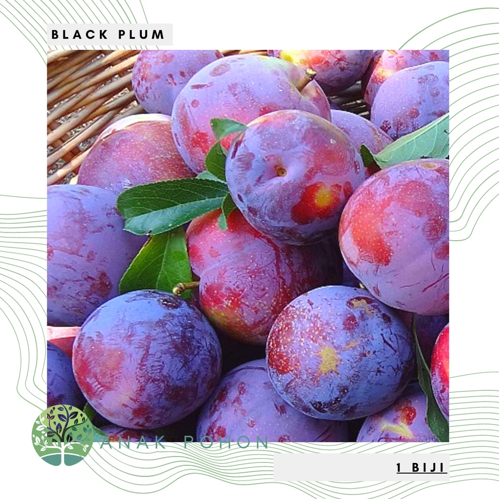 Benih Bibit Biji - Buah Plum Hitam / Prem Hitam / Black Plum Fruit Tree Seeds - IMPORT