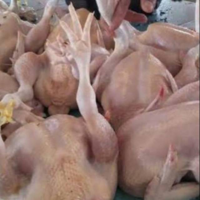 

Ayam potong berbagai ukuran berat