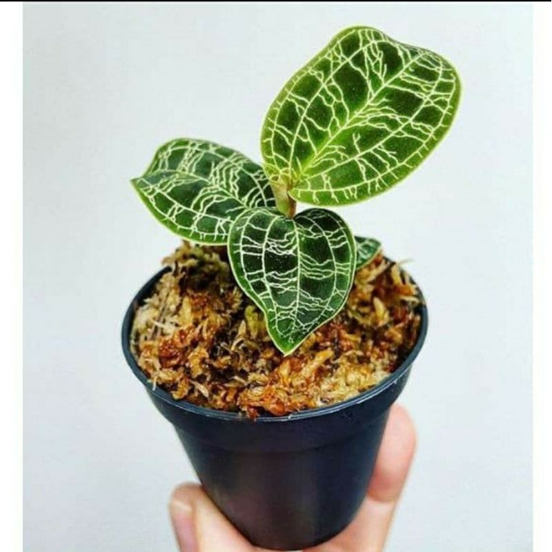 tanaman hiasa macodes / jewel orchid