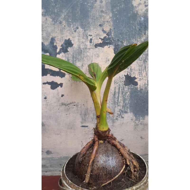 bahan bonsai kelapa gading