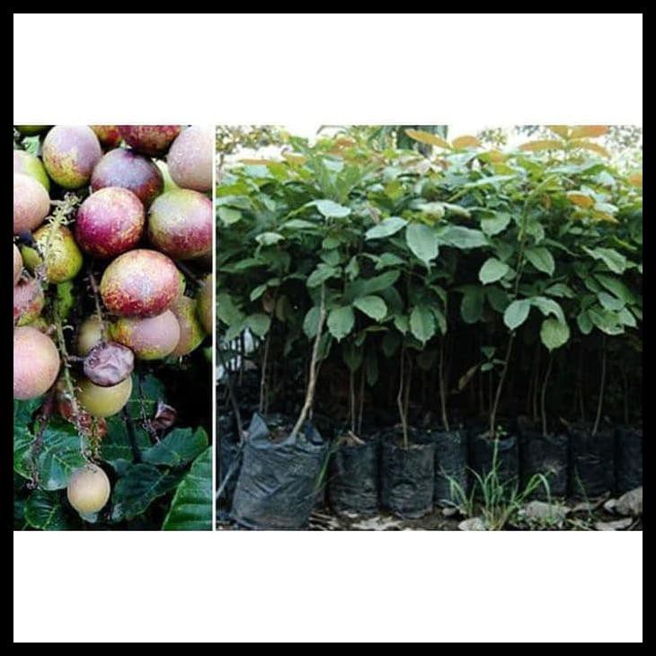 BIBIT MATOA BUAH MATOA POHON MATOA