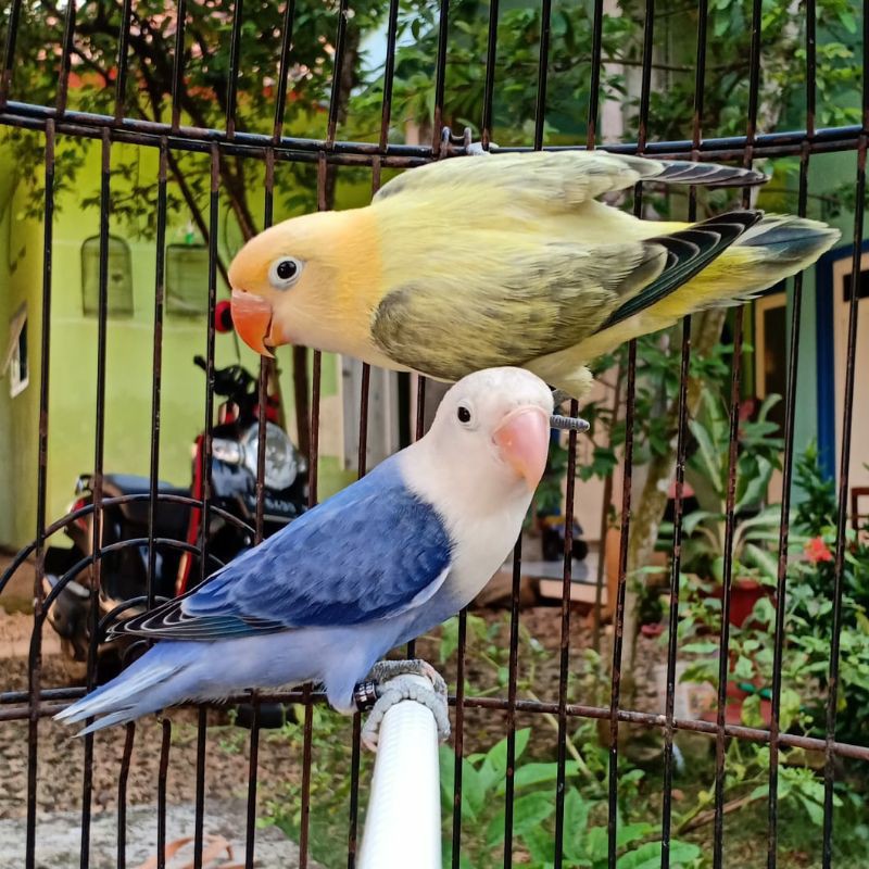 Lovevierd Biola Pb Euwing x Biola Violet