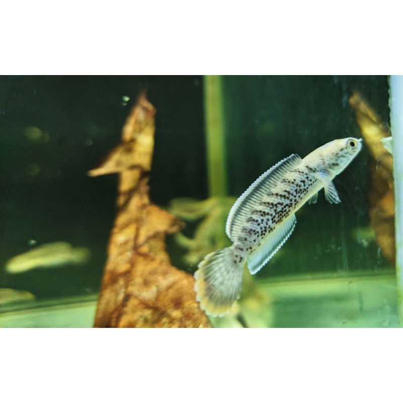 Stewartii Karbi 7-8cm