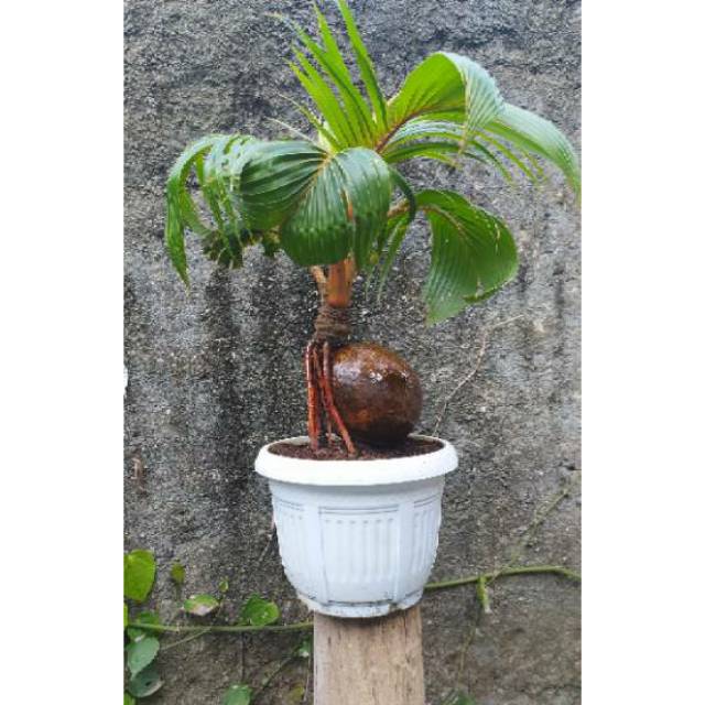 Bonsai Kelapa Minion Bonsai Barang Antik Kelapa Shopee Indonesia