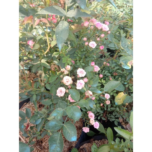 mawar baby rose/baby rose remaja cantik/mawar mini/termurah/terlaris/cantik/indah