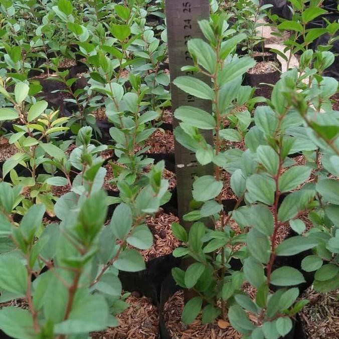 bidara arab / pohon bidara arab