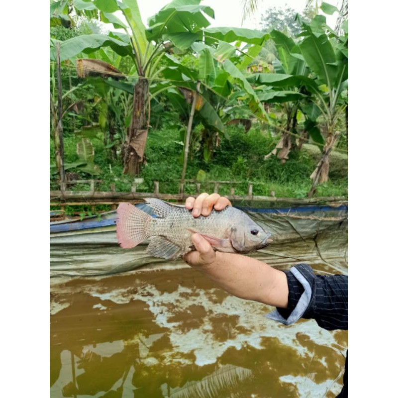 

Ikan Mujair bumbu kuning