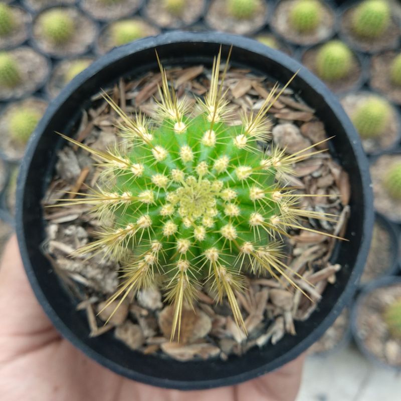 Echinopsis Spachiana | DP 10 Cm | Kaktus