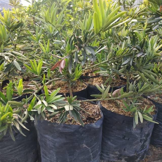 Bahan Bonsai Lohansung