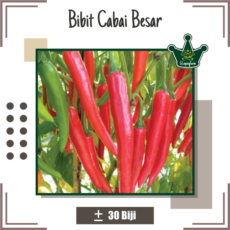 Bibit Cabe Besar Hibrida - Benih Sayuran