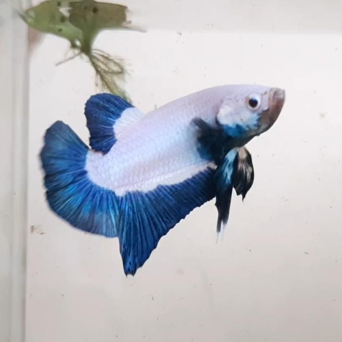 DISKON Cupang Blue Rim Bicolor Thailand size M+